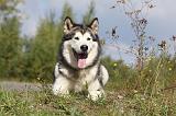 ALASKAN MALAMUTE 424